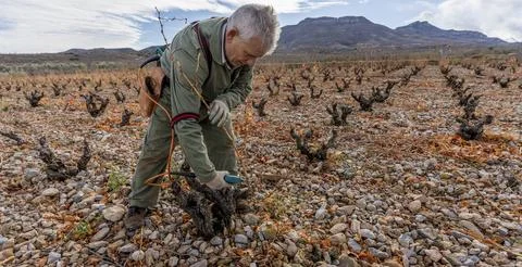 Vine pruning in winter, Spain. Photos