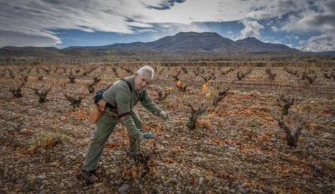 Vine pruning in winter, Spain. Stock Photos