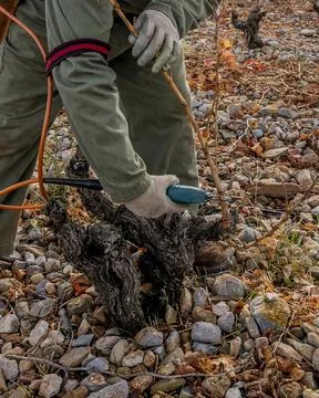 Vine pruning in winter, Spain. Photos