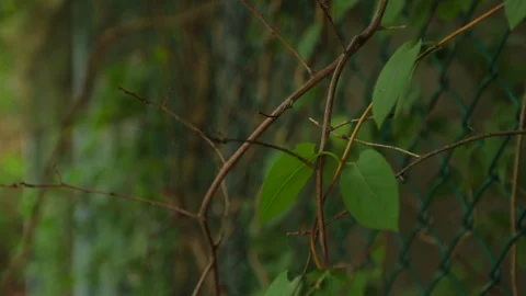 Vine rack focus and pan left to green chain link fence Video stock 92589270