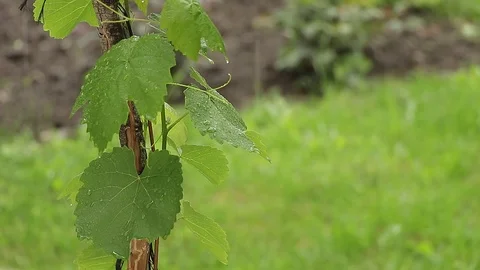 Vine in the rain Stock Footage 75984821