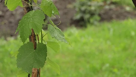 Vine rainy weather Stock Footage 75985032