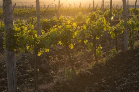 Vine in the rays of the setting sun Stock Photos