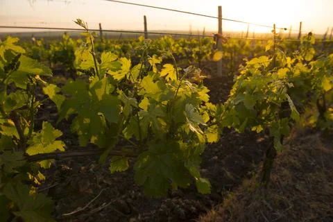 Vine in the rays of the setting sun. Stock Photos