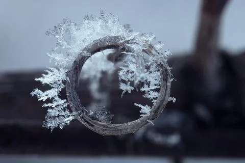 A vine ring covered in ice crystals Stock Photos
