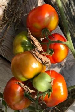 Vine ripened tomatoes Stock Photos