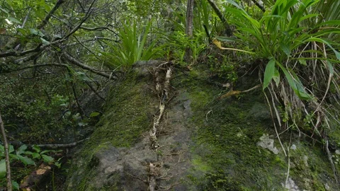 Vine on Rock in Forest Stock Footage 86507293