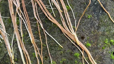 Vine Roots on an Abandoned Wall Stock Footage 307840822