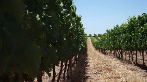 Vine row 1 Stock-Footage 149111543