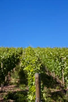 Vine row Stock Photos