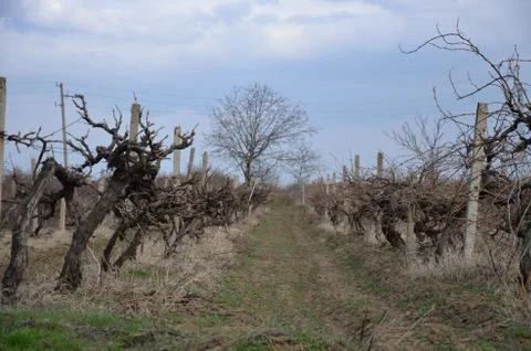 Vine rows in early spring. Stock Photos