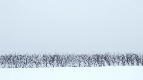 Vine Rows Top Hill Minimal Winter Time Snowy Season Vidéo 146789495