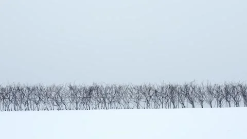 Vine Rows Top Hill Minimal Winter Time Snowy Season Vidéo 146789519