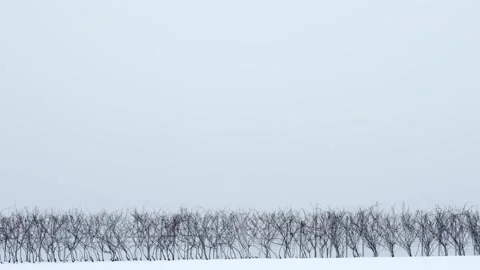 Vine Rows Top Hill Minimal Winter Time Snowy Season Vidéo 146789529