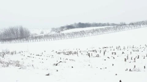 Vine Rows Top Hill Minimal Winter Time Snowy Season Vidéo 146789617