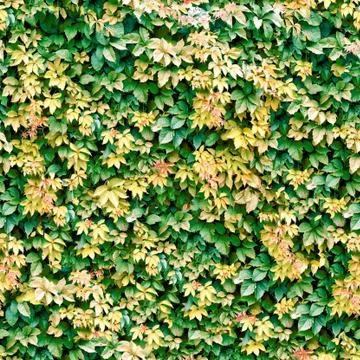 Vine seamless background. Stock Photos