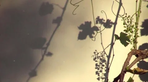 The vine, the shadow figure at sunset Stock Footage 65521662
