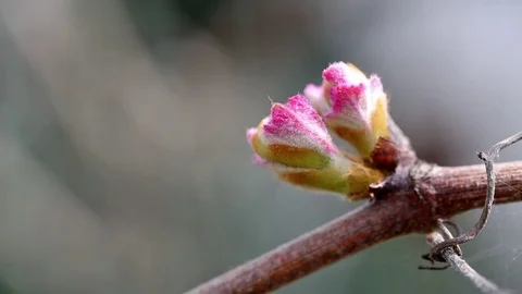 Vine shoot in spring - detail 库存影片 74628898