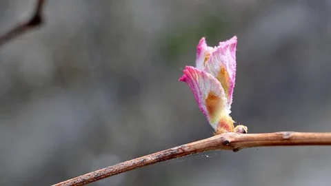 Vine shoot in spring - detail 库存影片 74628903