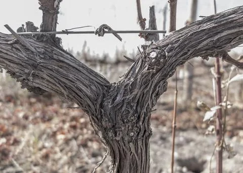 Vine shoot through the winter Stock Photos