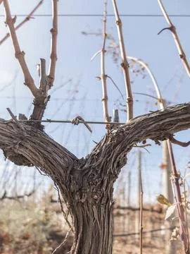 Vine shoot through the winter Foto stock