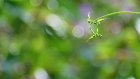 Vine shoots swaying in the wind Stock Footage 320979969