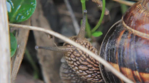 Vine snail close-up Stock Footage 42332713