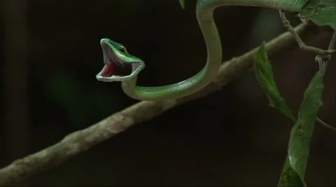 Vine snake aggressive  Vidéo 1003771