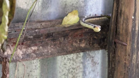 Vine snake head closeup Stock Footage 320016734