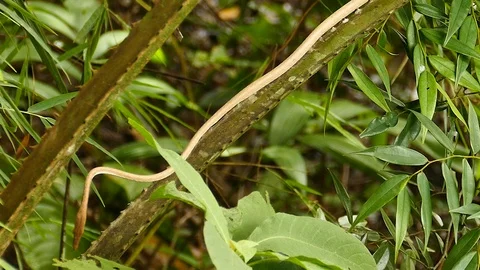 Vine snake perched not moving on spiky tropical plant stem Stock Footage 123554742