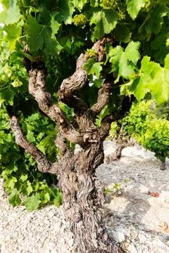 Vine in spring Stock Photos