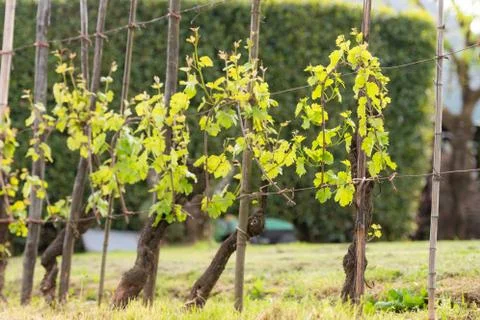 Vine in the spring. Stock Photos