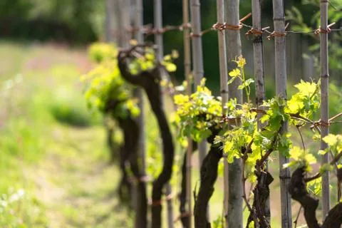Vine in the spring. Stock Photos