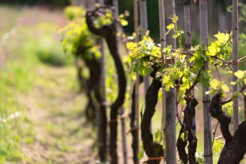 Vine in the spring. Stock Photos