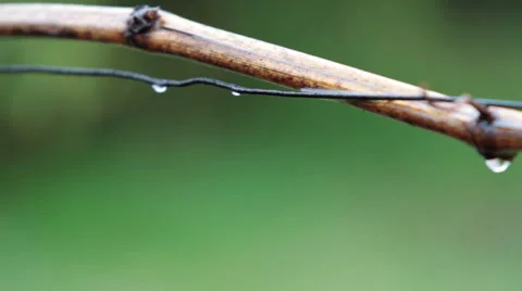 Vine in the spring rain. Shot with slider shot. 스톡 동영상 2975326