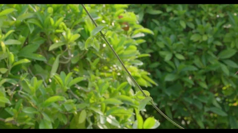 Vine Stem with Tendrils Moving Gently in Breeze Stock Footage 331073638