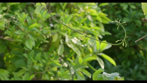 Vine Stem with Tendrils Moving Gently in Breeze Stock Footage 331073817
