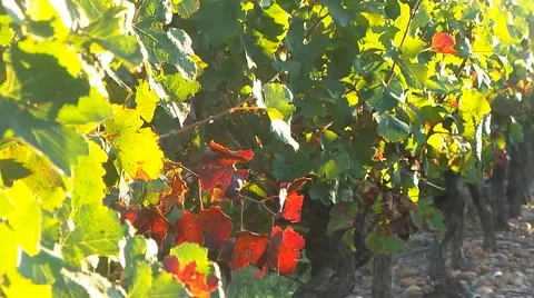 Vine stock in autumn Stock Footage 54958043