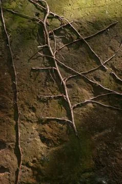 Vine on Stone Stock Photos