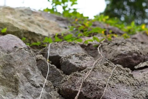 The vine is on a stone wall Stock Photos