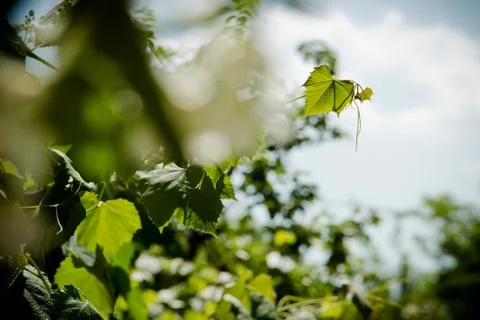 Vine in the sun Foto stock