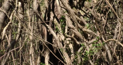 Vine in sunlight overcomes the trees Stock Footage 87846738