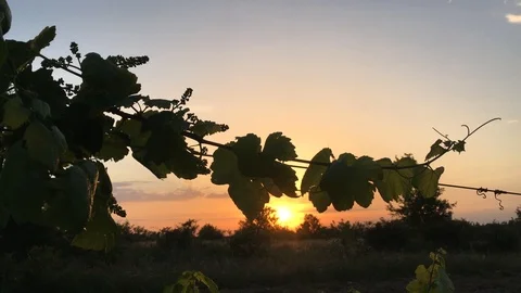 Vine at sunset Video stock 112956639