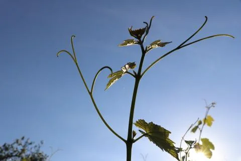 Vine tendril Stock Photos