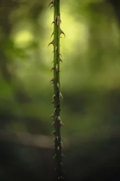 Vine of thorns Stock Photos