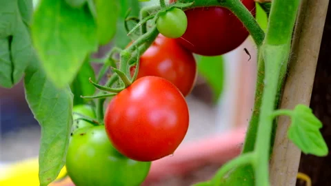 Vine tomatoes Stock Footage 246496025