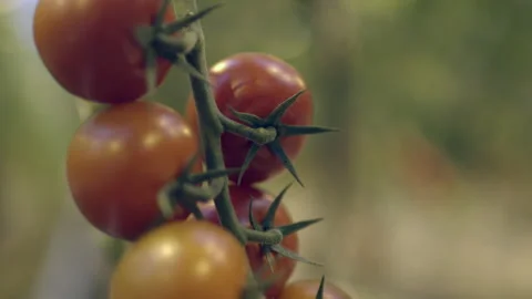 Vine Tomatoes Stock Footage 260322426