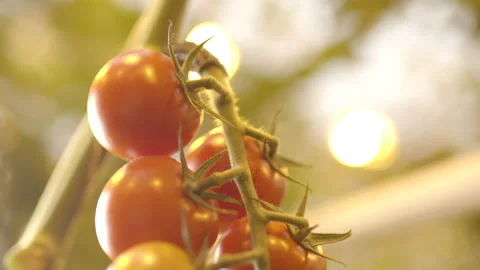 Vine Tomatoes Stock Footage 260322428
