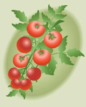 Vine tomatoes Stock Illustration
