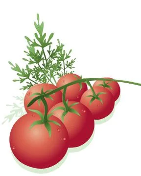Vine tomatoes Stock Illustration